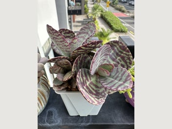 Image 1 of 8