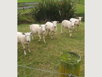 Image 1 of 4