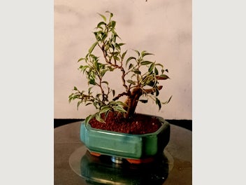 Image 1 of 10