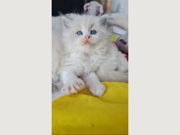 Image 1 of 12