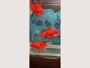 Image 1 of 16