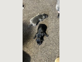 Image 1 of 5