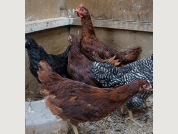 Image 1 of 4