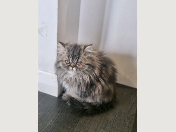Image 1 of 8
