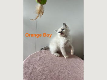 Image 1 of 17