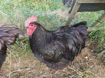 Image 1 of 6