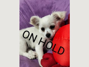 Image 1 of 16