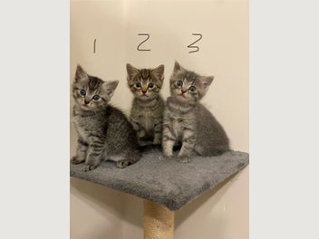 Image 1 of 11