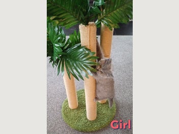 Image 1 of 12