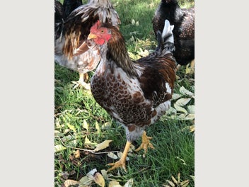 Image 1 of 1