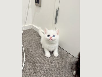 Image 1 of 11