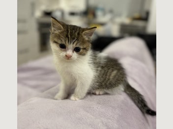 Image 1 of 10