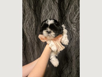 Image 1 of 10