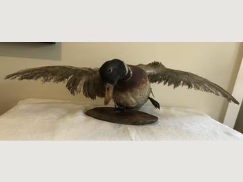 Image 1 of 14