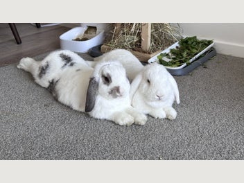 Image 1 of 15