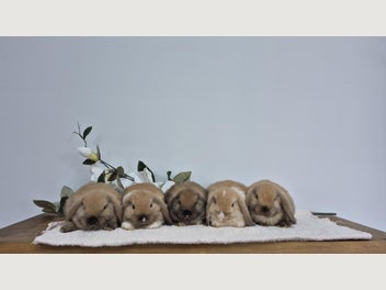 Image 1 of 11