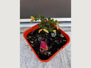 Image 1 of 7