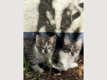 Image 1 of 10