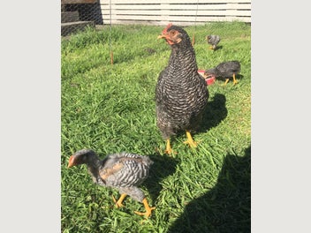 Image 1 of 3
