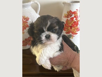 Image 1 of 4