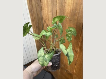 Image 1 of 3