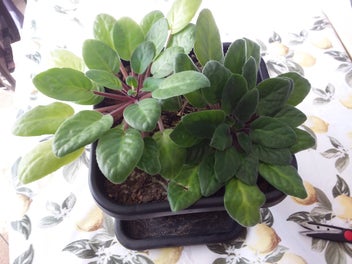 Image 1 of 4