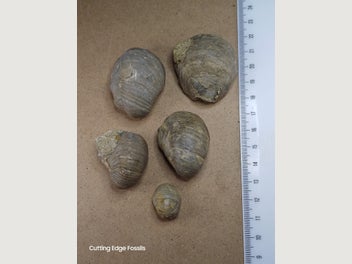 Image 1 of 12