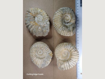Image 1 of 8