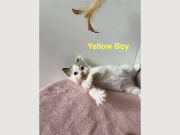 Image 1 of 17