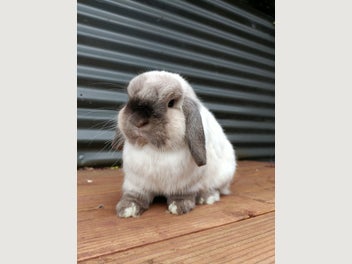 Image 1 of 12