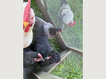 Image 1 of 7