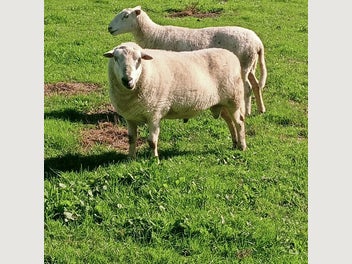 Image 1 of 2