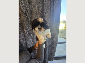 Image 1 of 4