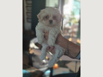 Image 1 of 5