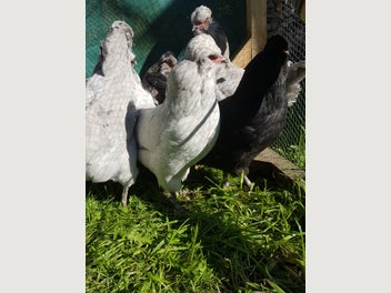 Image 1 of 12