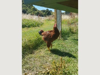 Image 1 of 7