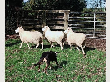 Image 1 of 8