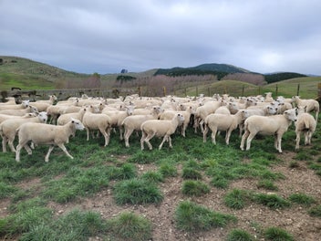 Image 1 of 4