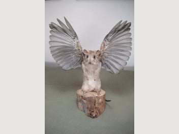 Image 1 of 11