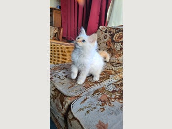 Image 1 of 10