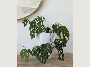 Image 1 of 10