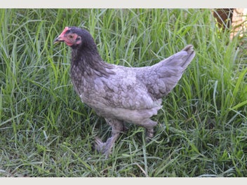 Image 1 of 7