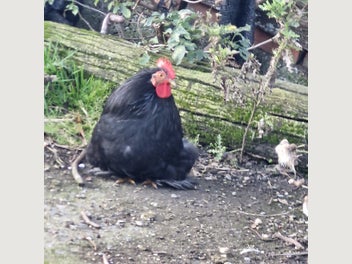 Image 1 of 2