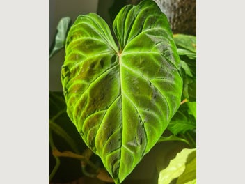 Image 1 of 11