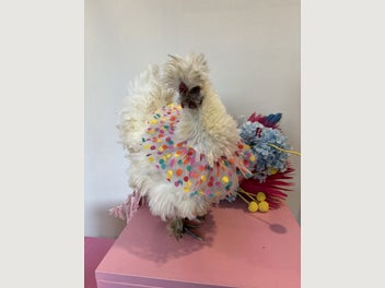 Image 1 of 5