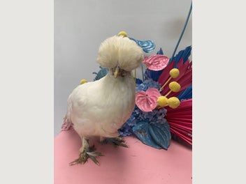 Image 1 of 5