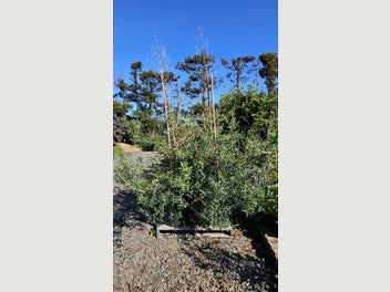 Image 1 of 7