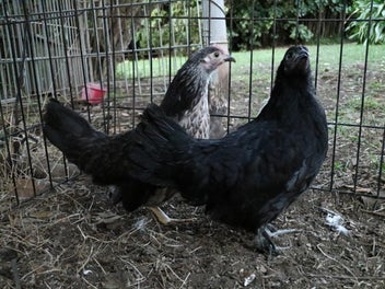 Image 1 of 9