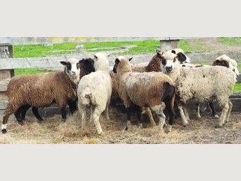 Image 1 of 5