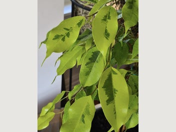 Image 1 of 15